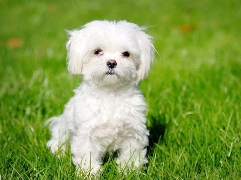 maltese