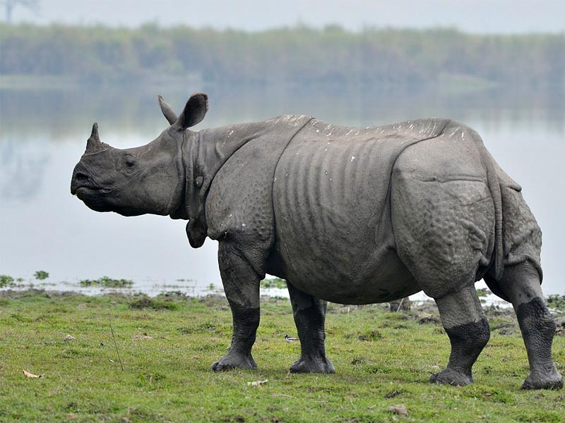 one horn rhino