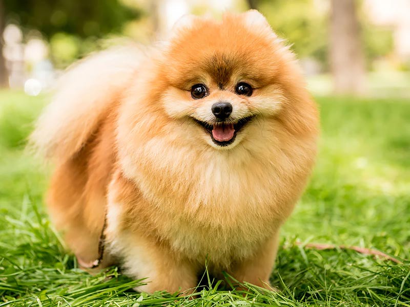 pomeranian