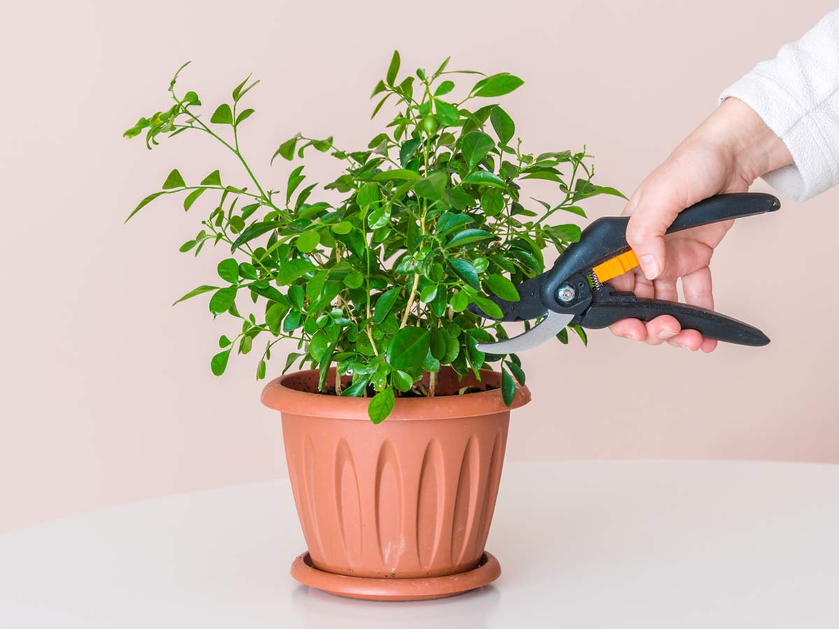 pruning of indoor plants