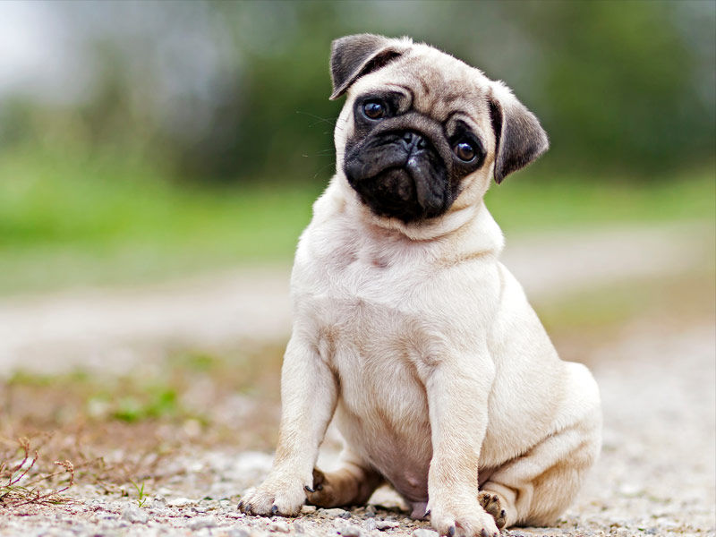 pug