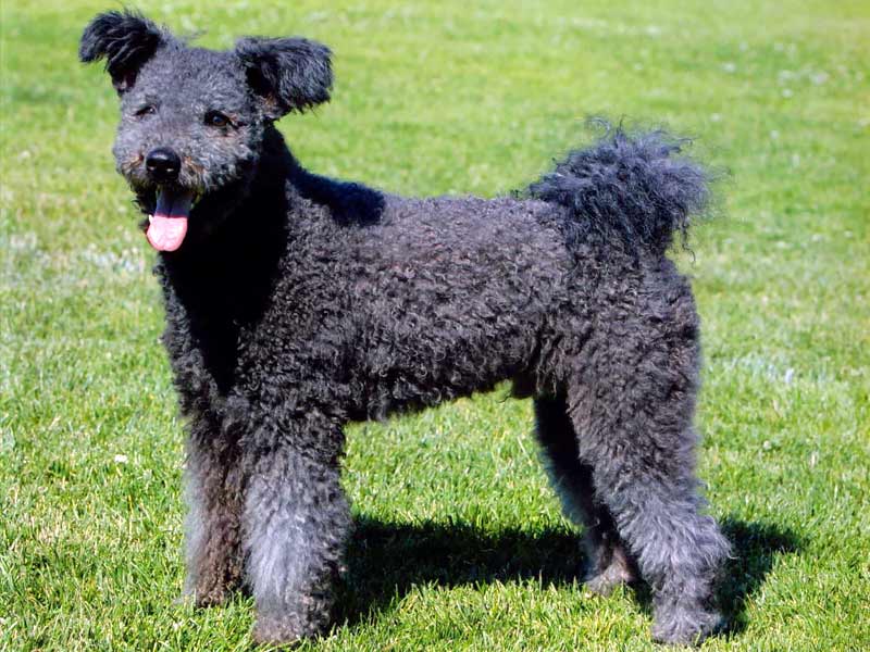 pumi