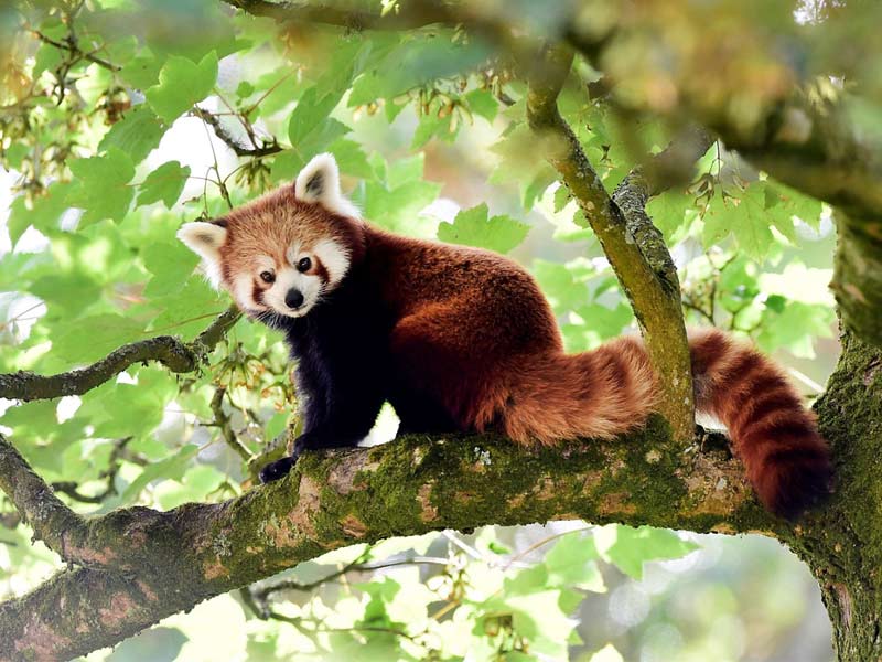 red panda