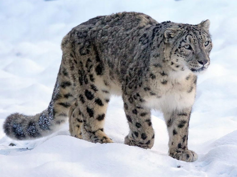 snow leopard