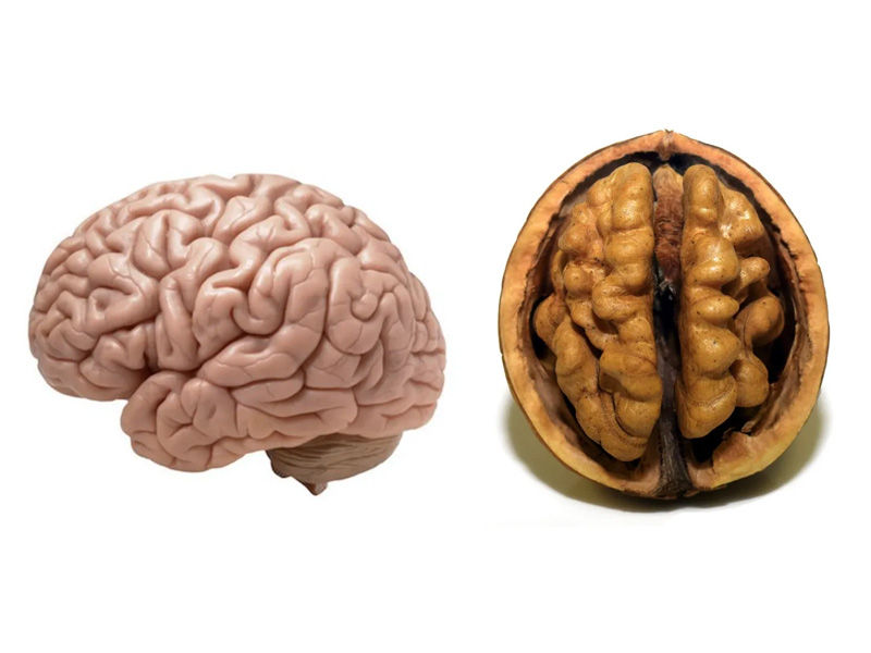 walnut and brain