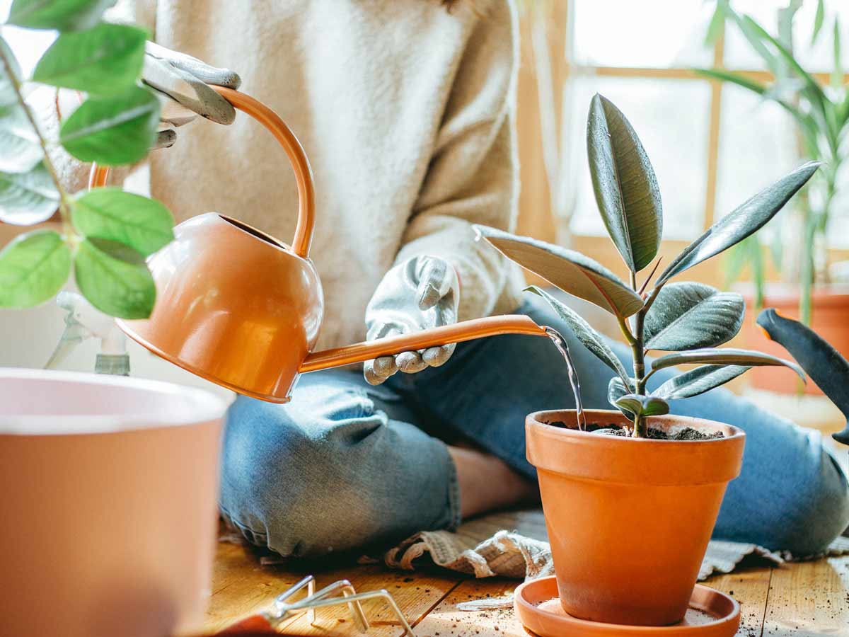 watering indoor plants