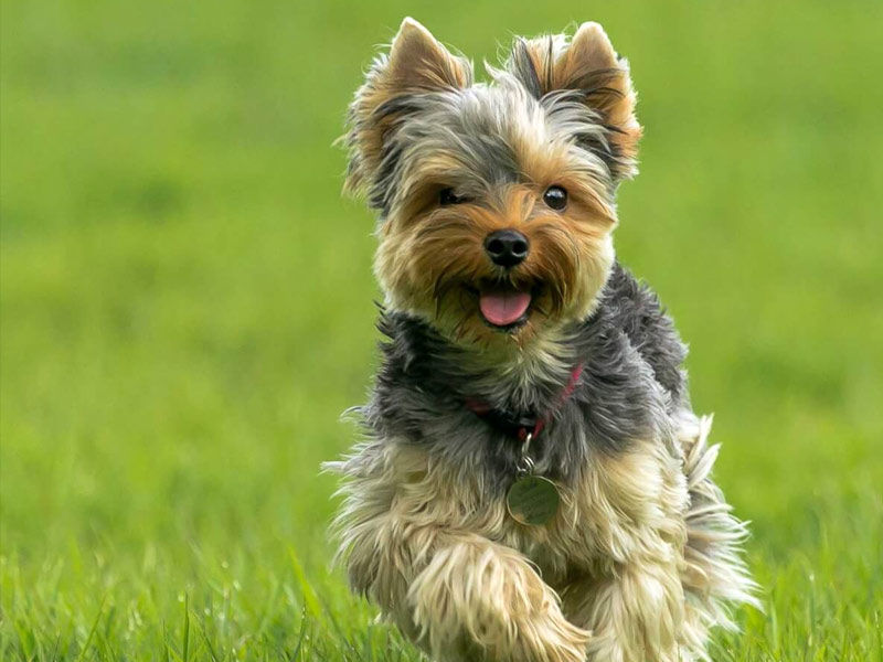 yorkshire terrier