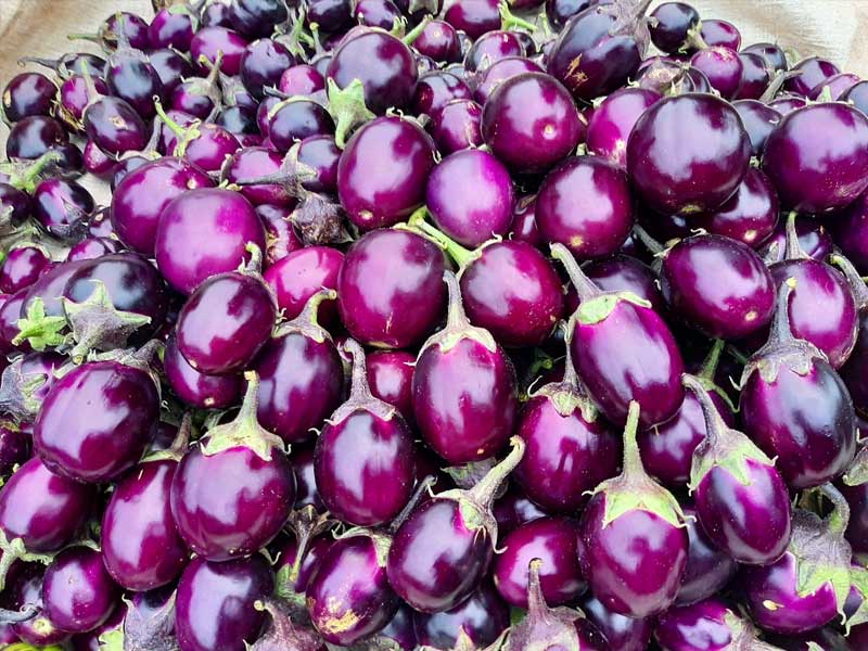 benefits of brinjal