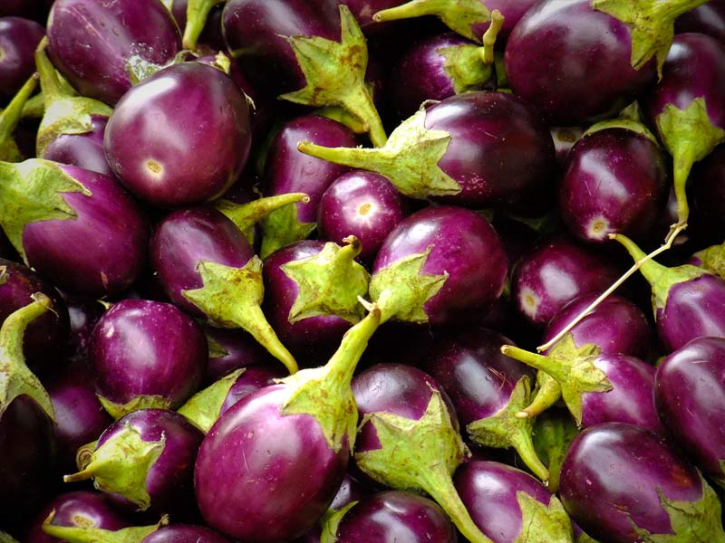 brinjal