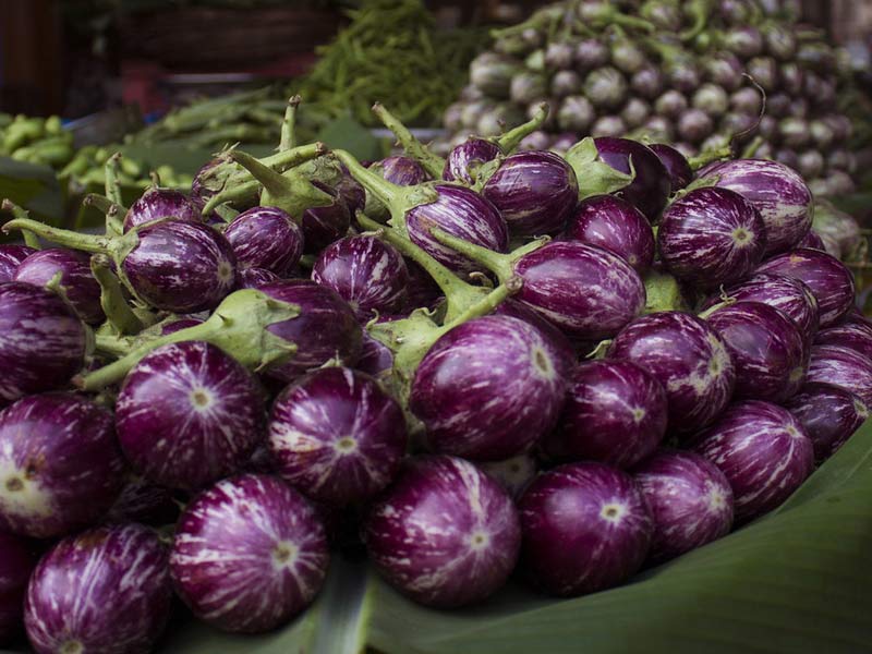 brinjal benefits