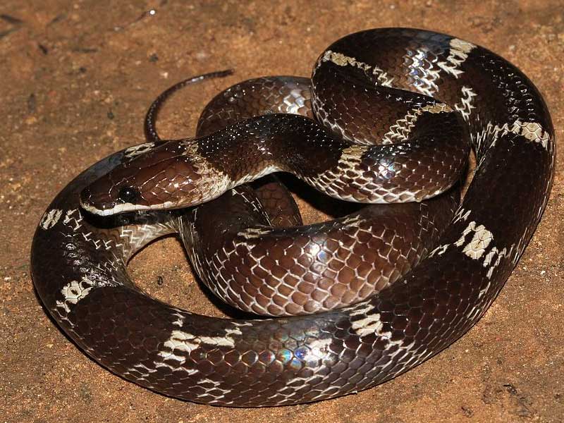 wolf snake