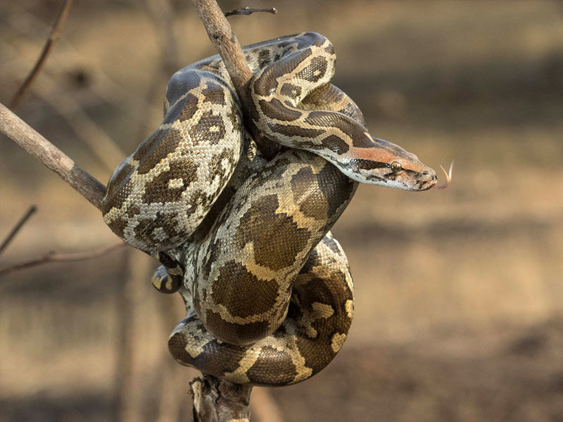 indian rock python