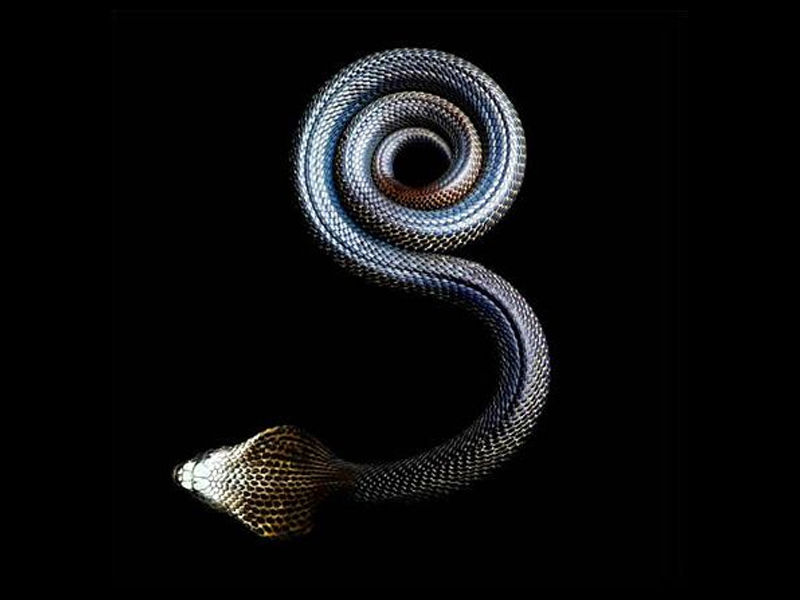 Dhaman snake