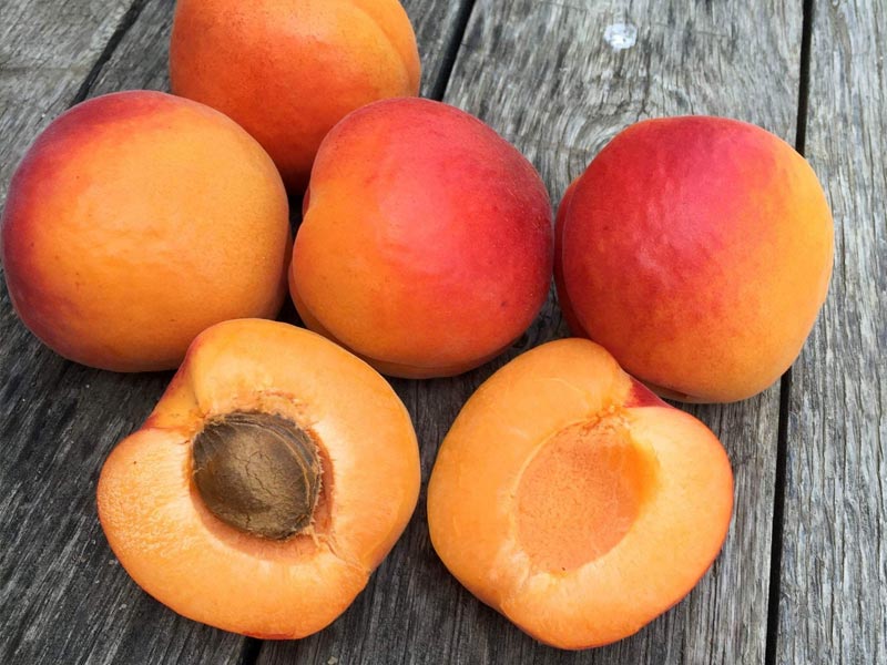 apricots 