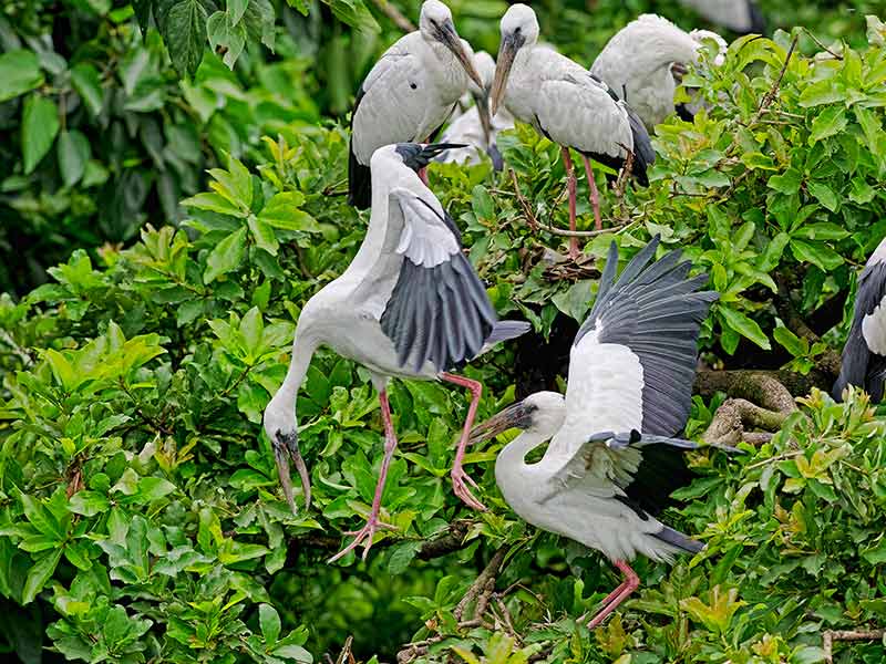 Kulik Bird Sanctuary