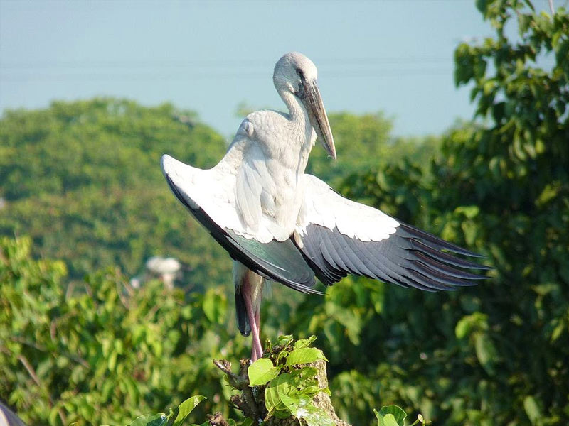 birds in Kulik Bird Sanctuary