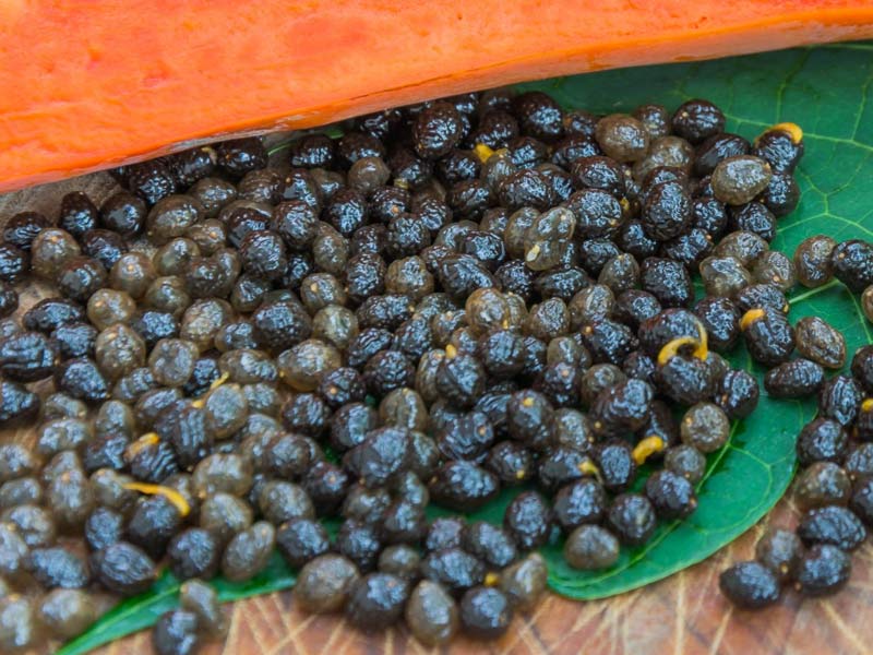 benefits of papaya seeds
