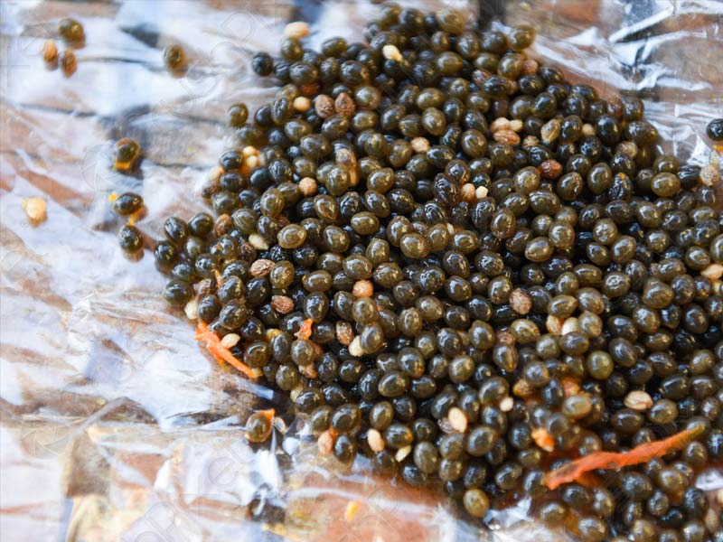 benefits of papaya seeds