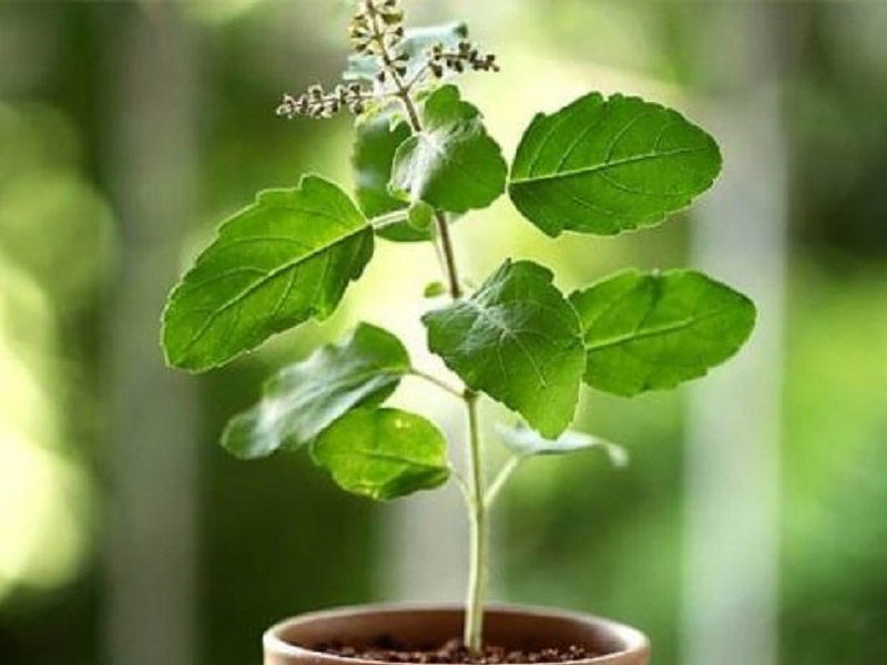 tulsi leaves benefits