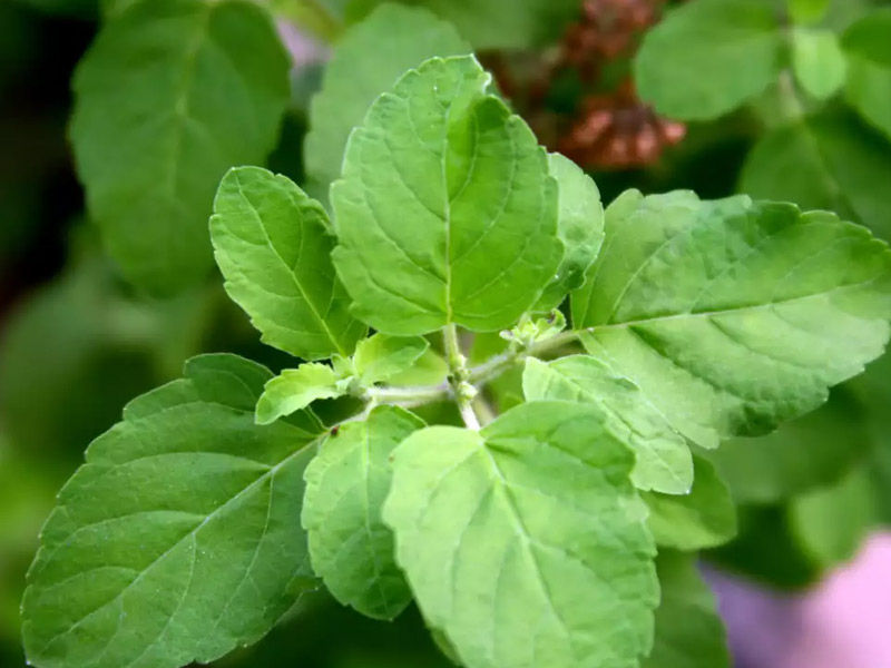 tulsi leaves