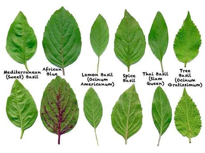 types of tulsi leaves