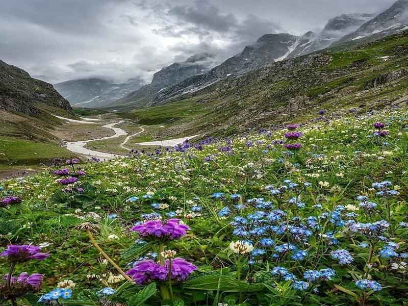 hampta pass flowers