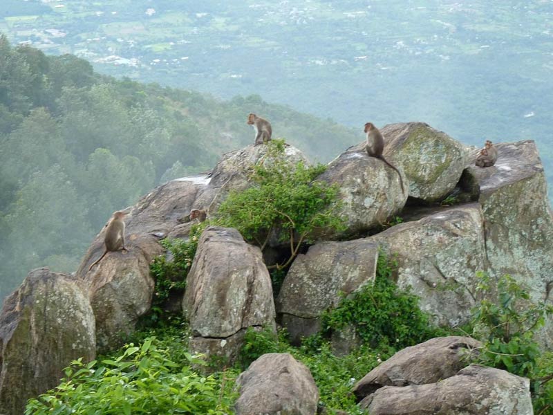 lady's seat