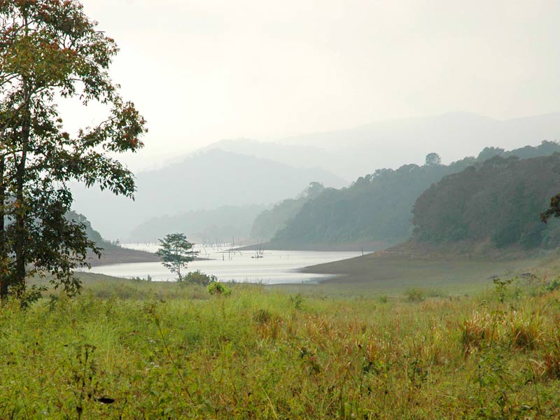 Periyar National Park flora