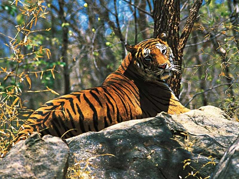 Periyar National Park tiger