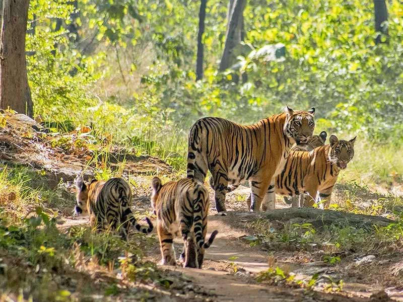 satpura national park