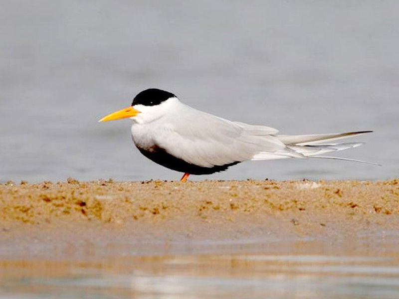 flora fauna of andhra pradesh