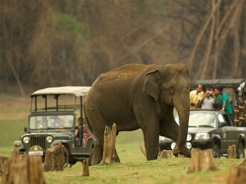 bandipur national park safari