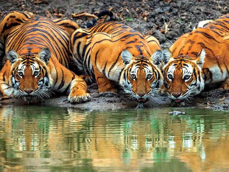 bandipur national park tigers