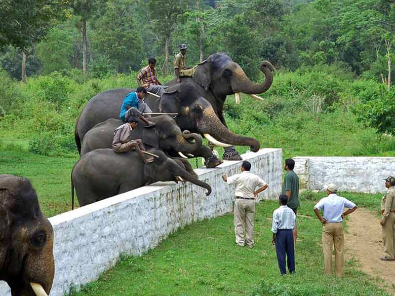 dubbare elephant camp