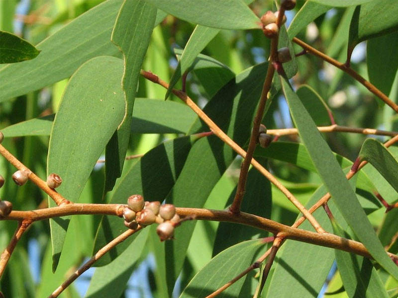 eucalyptus plant