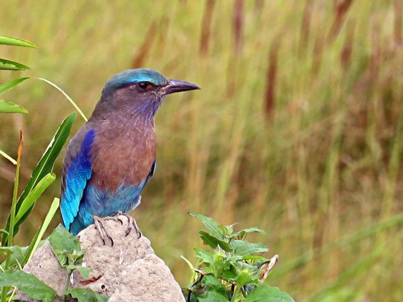 fauna of kaziranga