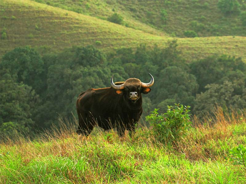kudremukh national park