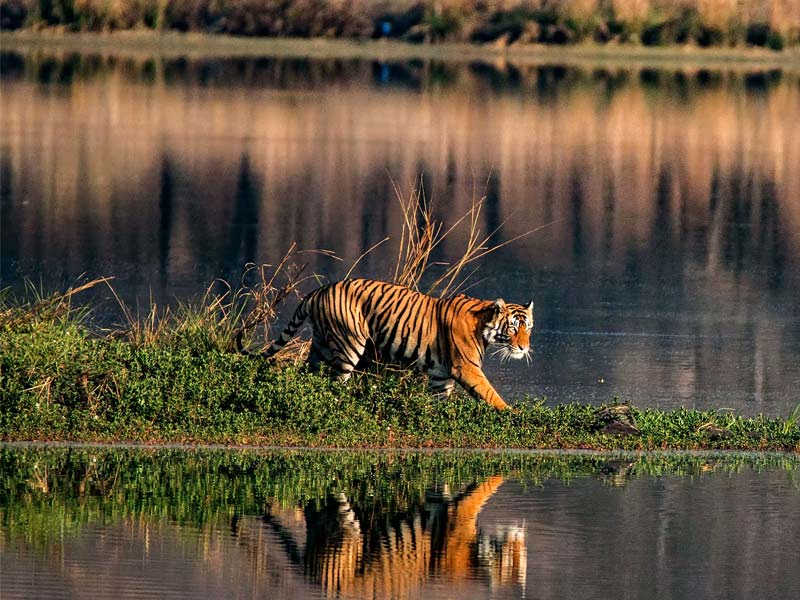 sundarbans tiger