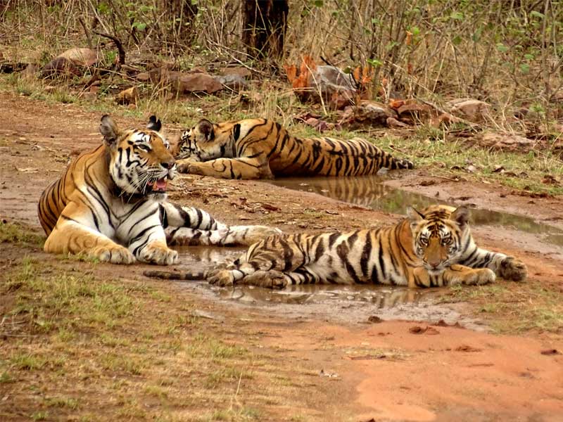 tigers in panna