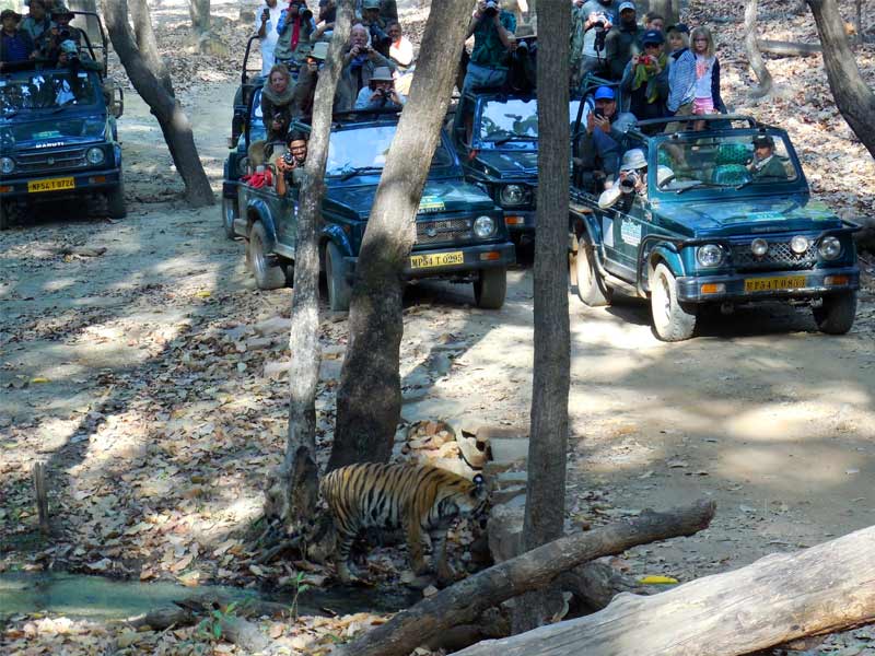 sundarbans