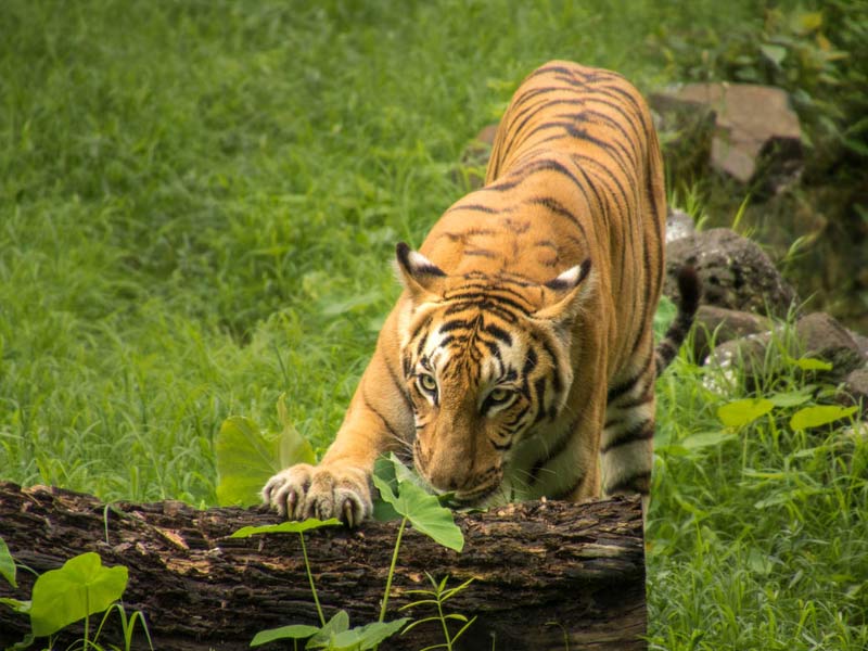 sundarbans 