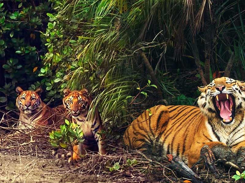 tiger in sunderbans