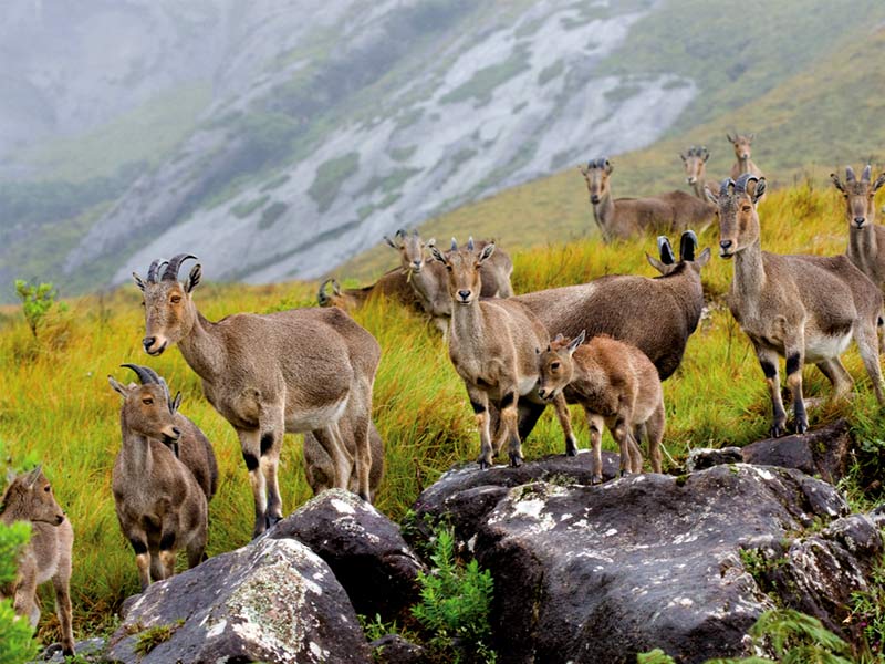 Ervavikulam national park