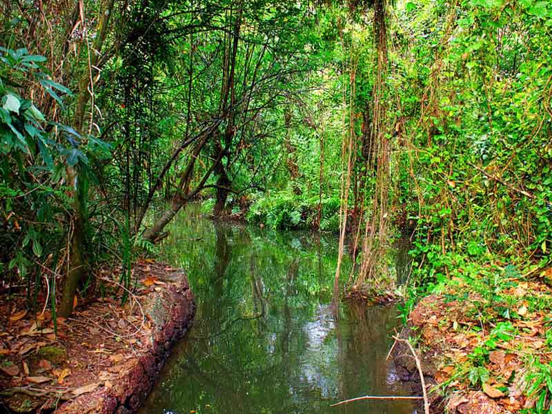 kumarakom bird sanctuary