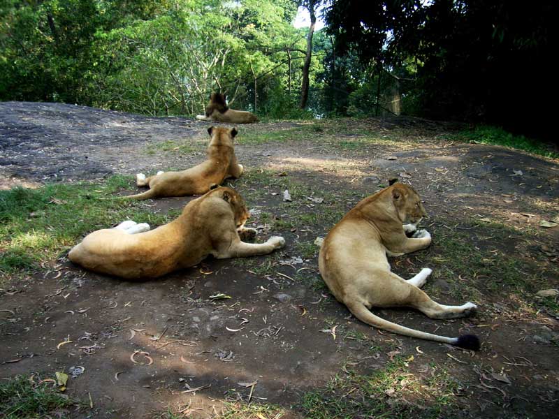 neyyar wildlife sanctuary