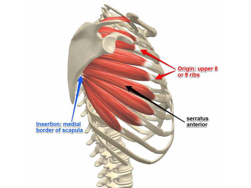 Serratus anterior muscle