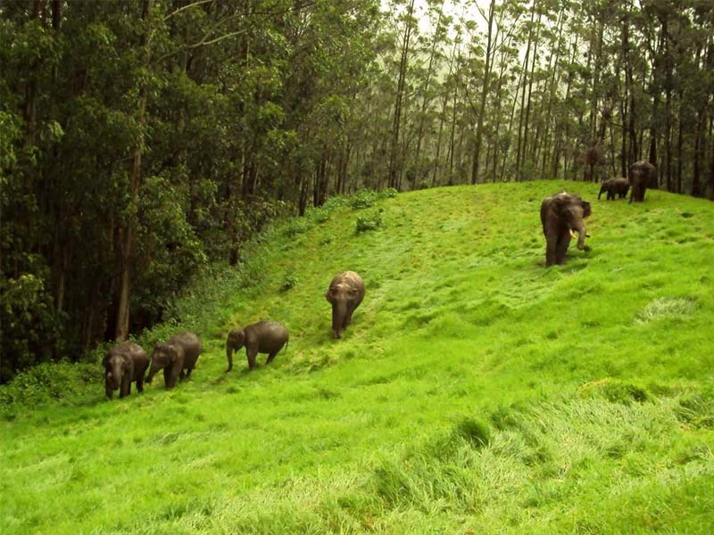 Shenduruny wildlife sanctuary