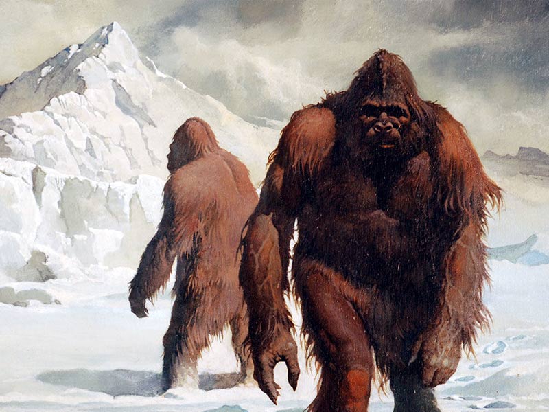 himalayan yeti