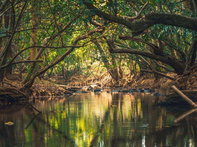 wayanavad