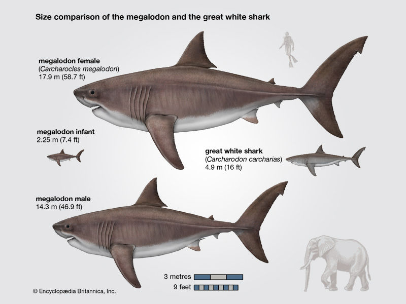 magalodon history